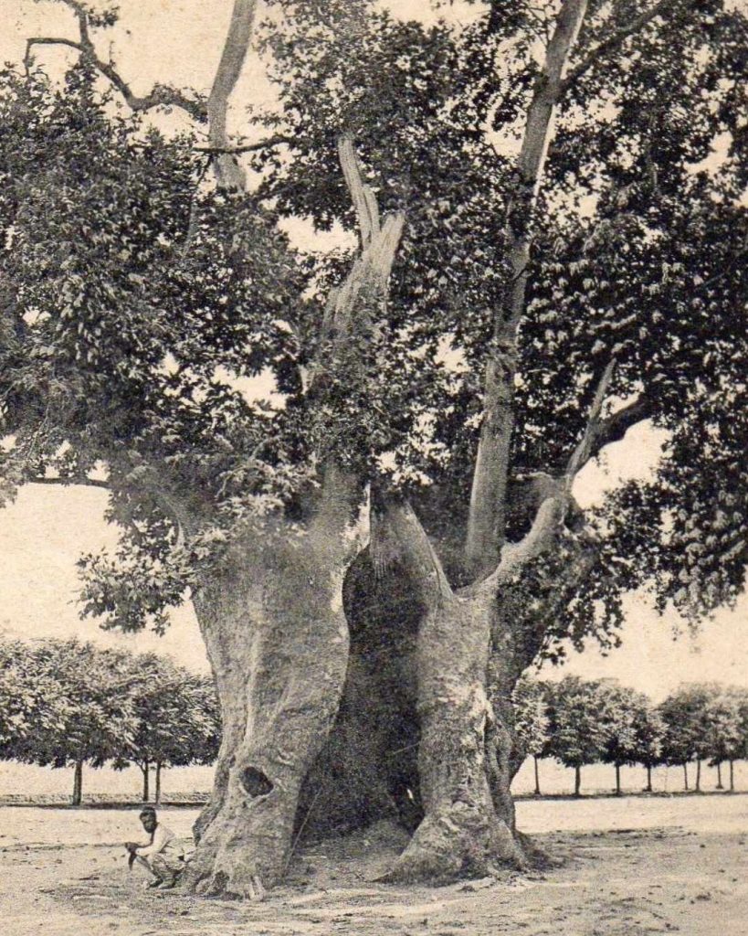 A historical photograph of the plane tree from the "Plane Tree Incident" (Vaka-i Vakvakiye), symbolizing the anarchy Köprülü Mehmed Pasha sought to end.